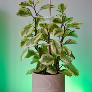 May include: A variegated houseplant with green and white leaves growing in a beige pot with a wood stake and white plastic supports.