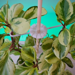 May include: Close-up of a Peperomia plant with variegated green and yellow leaves. The plant is supported by a white trellis structure and a wooden stake. The background is a gradient of white and teal.