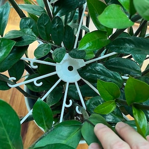 May include: White plastic plant support with multiple prongs extending outward, supporting a green leafy plant in a pot.