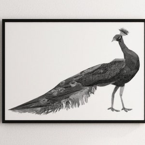 Peacocks white trainers discount