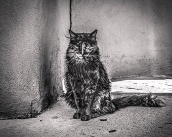 King Of Old Albuquerque, Southwest, Cats, Black and White