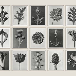 Karl Blossfeldt: Masterworks | カール・ブロスフェルト