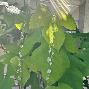 May include: A pair of delicate, clear crystal earrings hanging in front of lush green grape leaves. The earrings feature multiple clear, round beads strung together, creating a cascading effect. The sunlight filters through the leaves, highlighting the earrings.