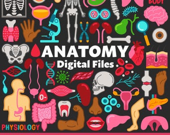 Pliki cyfrowe anatomii, SVG PNG JPG, Clipart, Pliki do cięcia, Ikony, Nauka, Szkoła, Edukacja, Medycyna, Fizjologia, Biologia, Organy, Ciało ludzkie