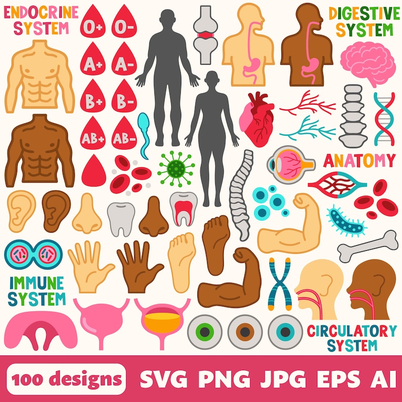 Anatomy Digital Files, SVG PNG JPG, Clipart, Cut Files, Icons, Science ...