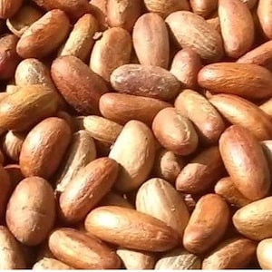 Bitter Kola Nut Garcinia Kola Nut