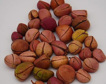 4 lobe Cola Acuminata Kola Nut Obi Abata- 4 oz/ 0.25 pounds