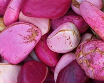 Cola Acuminata Kola Nuts - 2 Lobes