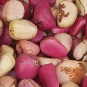 Cola Acuminata Kola Nuts - 2 Lobes- Mixed