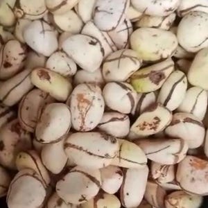 kola Acuminata Kola Nuts - 2 Lobes- White