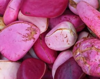 1Lb Cola Acuminata Kolanüsse - 2 Lobes