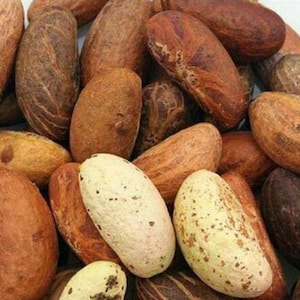 Bitter Kola Nut Garcinia Kola Nut