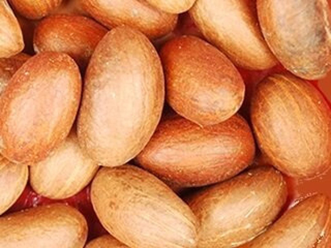 Bitter Kola Nut Garcinia Kola Nut Etsy
