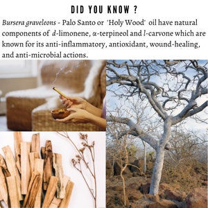 Puede incluir: Un collage de im&aacute;genes que muestran palitos de Palo Santo, un &aacute;rbol y una persona quemando Palo Santo. El texto "DID YOU KNOW?" est&aacute; en la parte superior de la imagen. El texto debajo de la imagen dice "Bursera graveleons - Palo Santo or 'Holy Wood' oil have natural components of d-limonene, a-terpineol and l-carvone which are known for its anti-inflammatory, antioxidant, wound-healing, and anti-microbial actions."