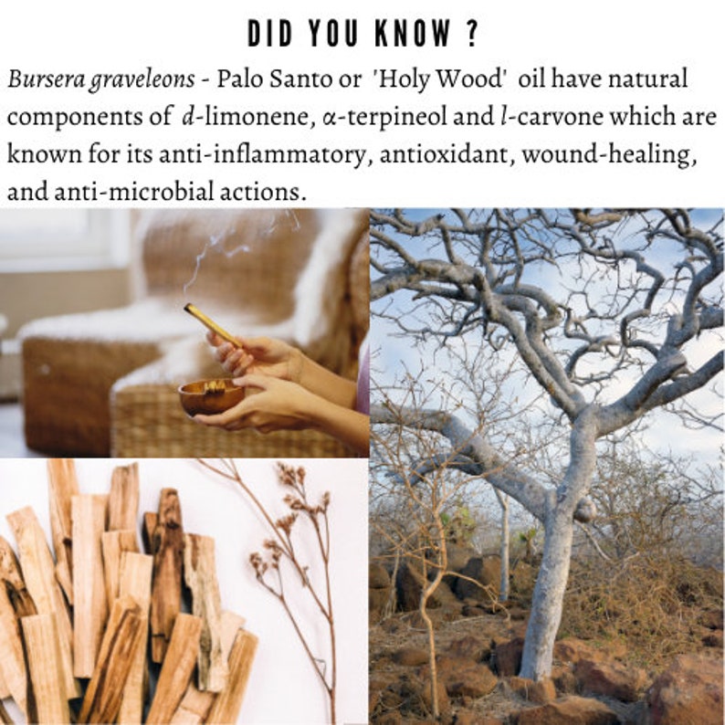 Puede incluir: Un collage de im&aacute;genes que muestran palitos de Palo Santo, un &aacute;rbol y una persona quemando Palo Santo. El texto "DID YOU KNOW?" est&aacute; en la parte superior de la imagen. El texto debajo de la imagen dice "Bursera graveleons - Palo Santo or 'Holy Wood' oil have natural components of d-limonene, a-terpineol and l-carvone which are known for its anti-inflammatory, antioxidant, wound-healing, and anti-microbial actions."