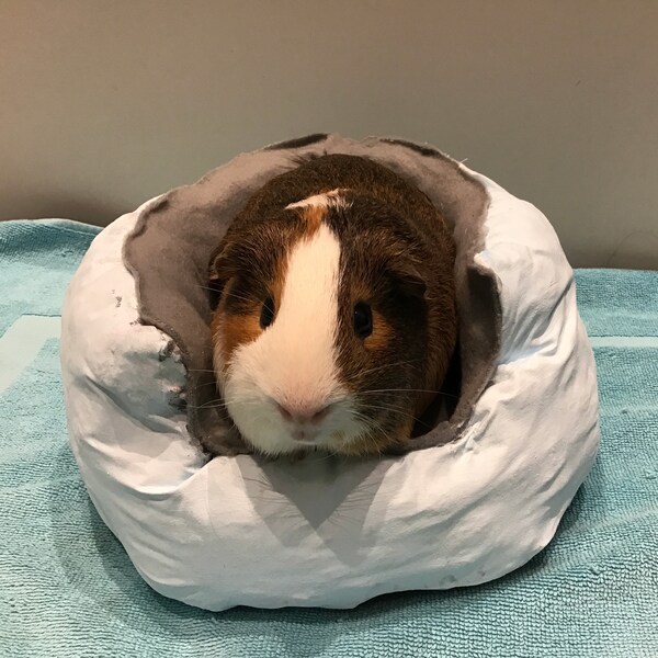 Guinea Pig Toys Etsy UK