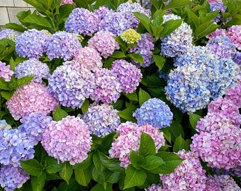 Digital Image of Nantucket Purple Hydrangeas