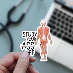 Study Your Ass off Gluteus Maximus Anatomy Sticker Physical Therapy, Doctor, Physician Assistant Gift, Medical funny, Dental, PT school pun