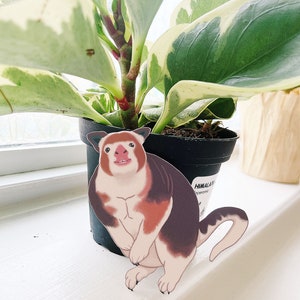 May include: A sticker of a cartoon animal with brown, white, and red fur, sitting on a black pot with a green plant. The plant has variegated leaves with green and white markings. The sticker is on a white surface. The pot has a label that says "Himalayan"