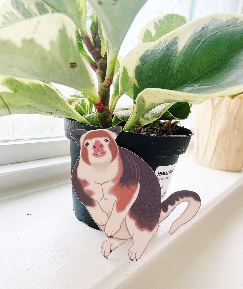 May include: A sticker of a cartoon animal with brown, white, and red fur, sitting on a black pot with a green plant. The plant has variegated leaves with green and white markings. The sticker is on a white surface. The pot has a label that says "Himalayan"