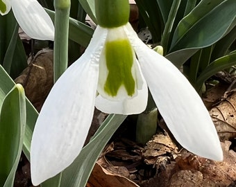 Fred's Giant Snowdrop