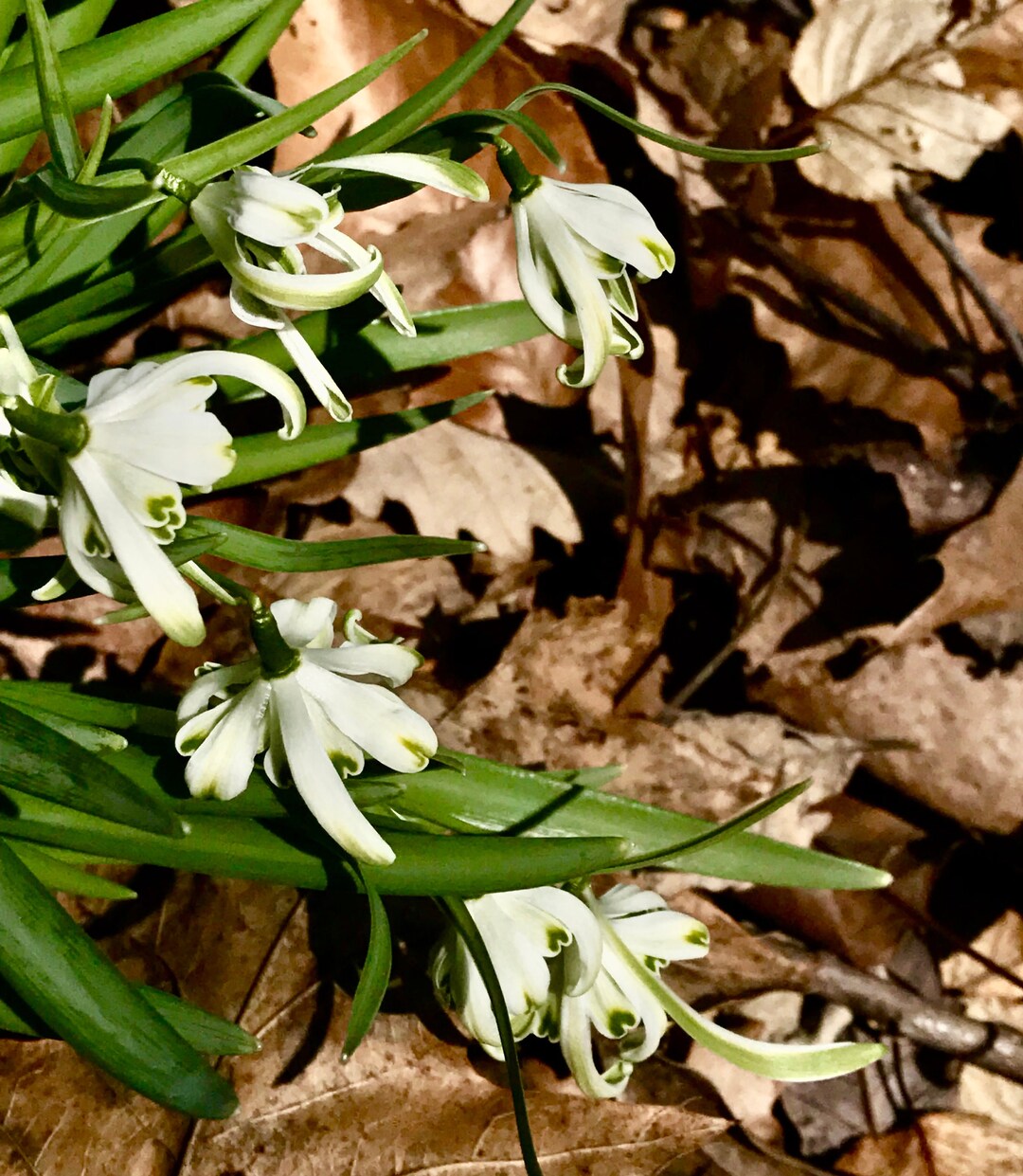 Double Galanthus 'wendover Green Tip' Blooming Late in Etsy