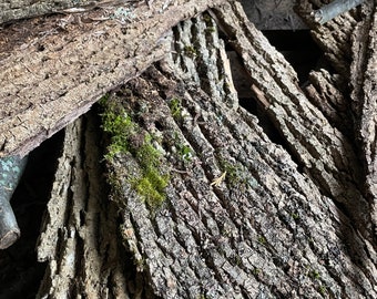 Véritable écorce d'arbre rustique de source naturelle, idéale pour les projets artistiques et la décoration intérieure personnalisée