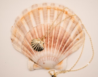 May include: A gold-toned metal necklace featuring a small, ridged seashell pendant suspended from a delicate, thin chain. The necklace is displayed resting on a large, natural, fan-shaped scallop shell with brown and white radial stripes.