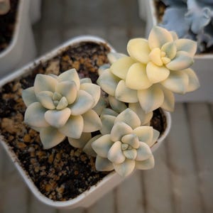 Graptoveria Titubans - Etsy