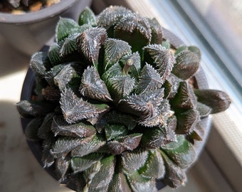 Haworthia hybrid‘Mirrorball’ Multiple heads Obtusa Hybrid Succulent Plants 