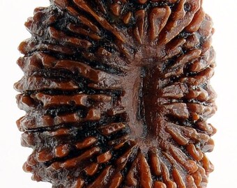 19 Mukhi Nineteen Mukhi Natural Rudraksha Bead Energized Collector Size - Lab Certified