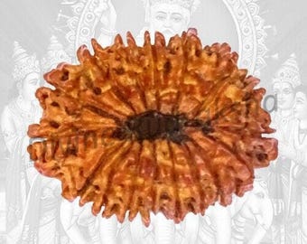 17 Mukhi Seventeen Mukhi Natural Rudraksha Bead Energized Collector Size - Lab Certified