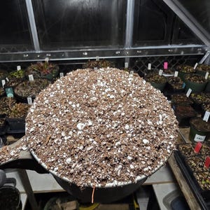 May include: A close-up of a large amount of brown potting mix with white perlite mixed in. The mix is in a metal container with a handle.