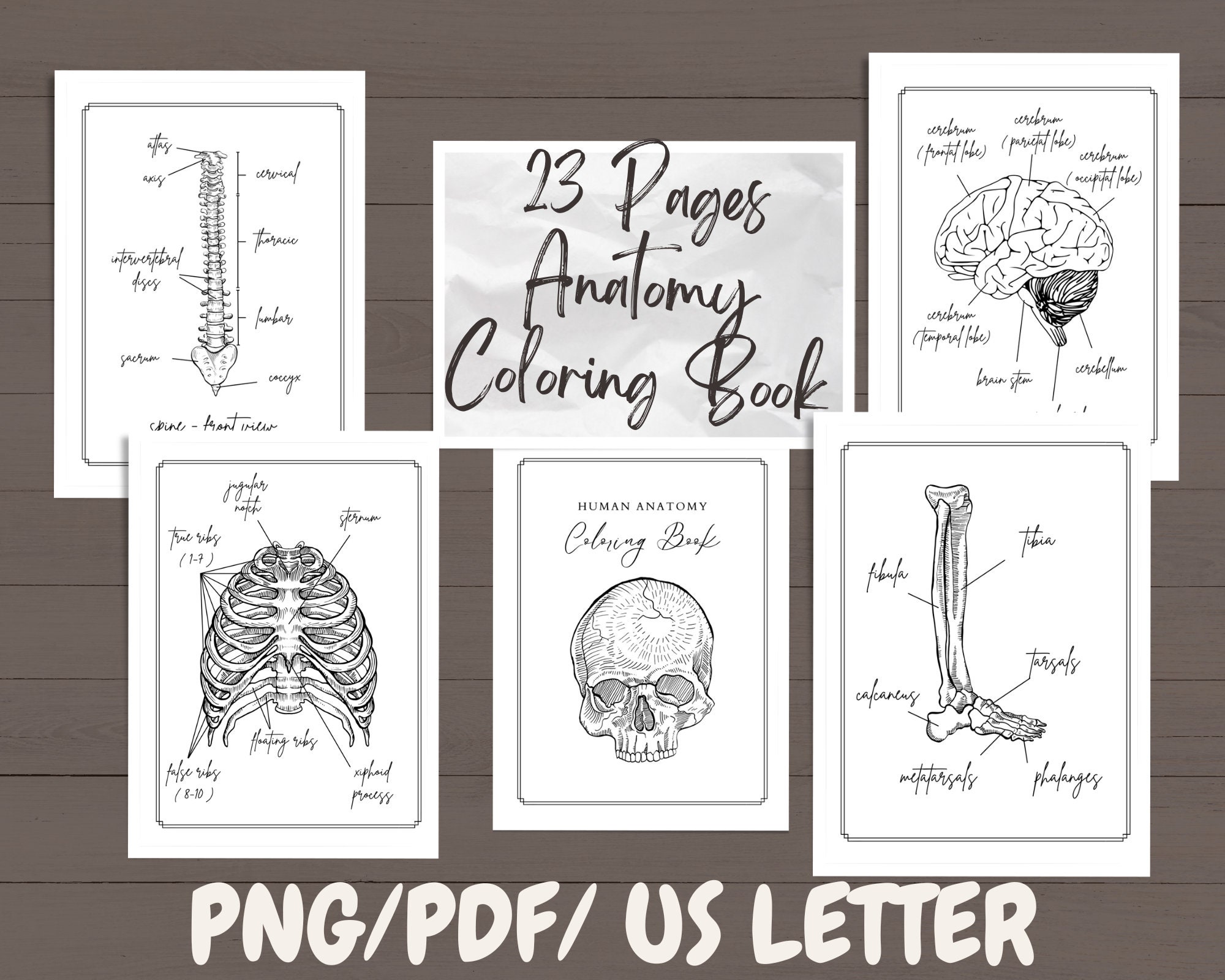 23ANATOMY COLORING PAGES, Printable Coloring Book, Coloring Pages ...