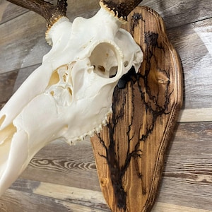 Fractal Burned Deer Skull Mount Plaque: Rustic European Mount, Euro Skull Mount