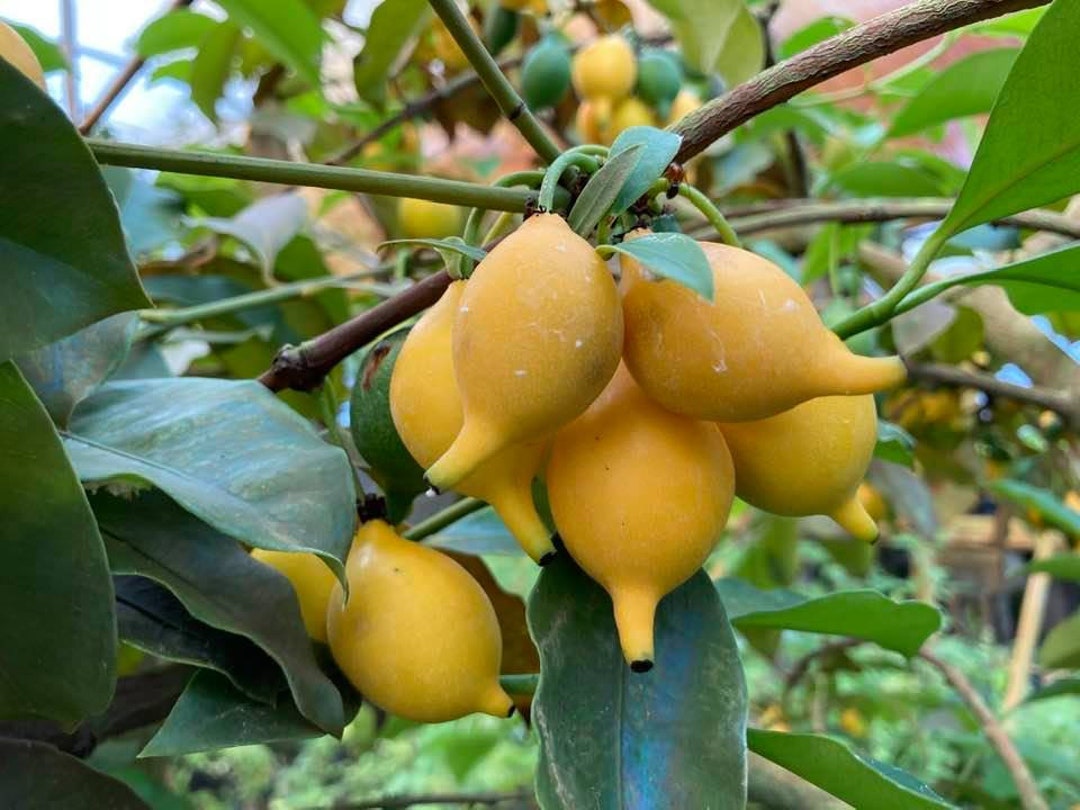 Lemon Drop Mangosteen Live Fruit Tree Etsy