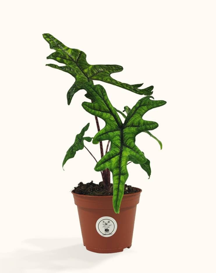 Alocasia Jacklyn - Plante Adulte Rare