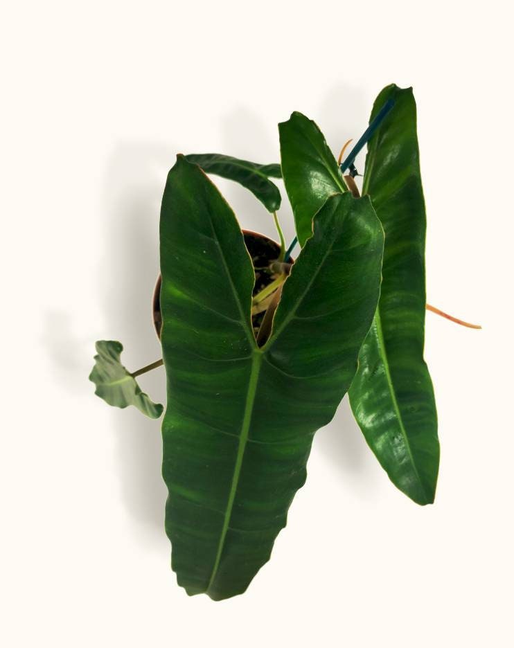 Philodendron Billietiae - Plante Adulte