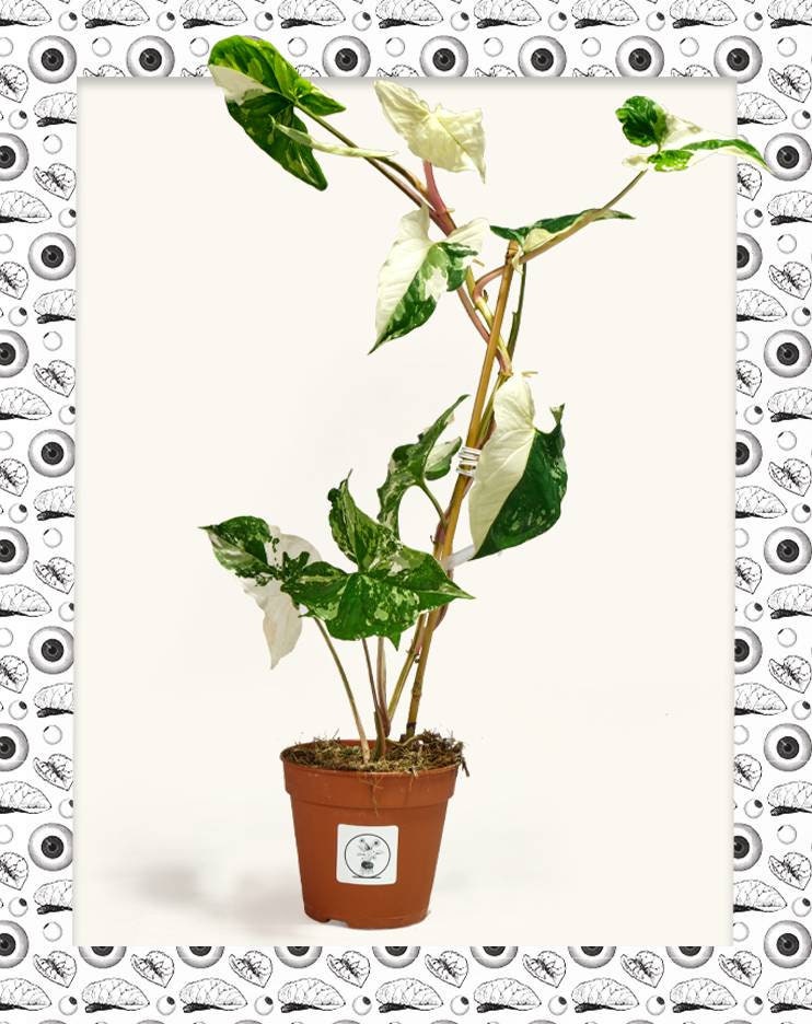 Syngonium P. Albo Variegata - Xl 60cm