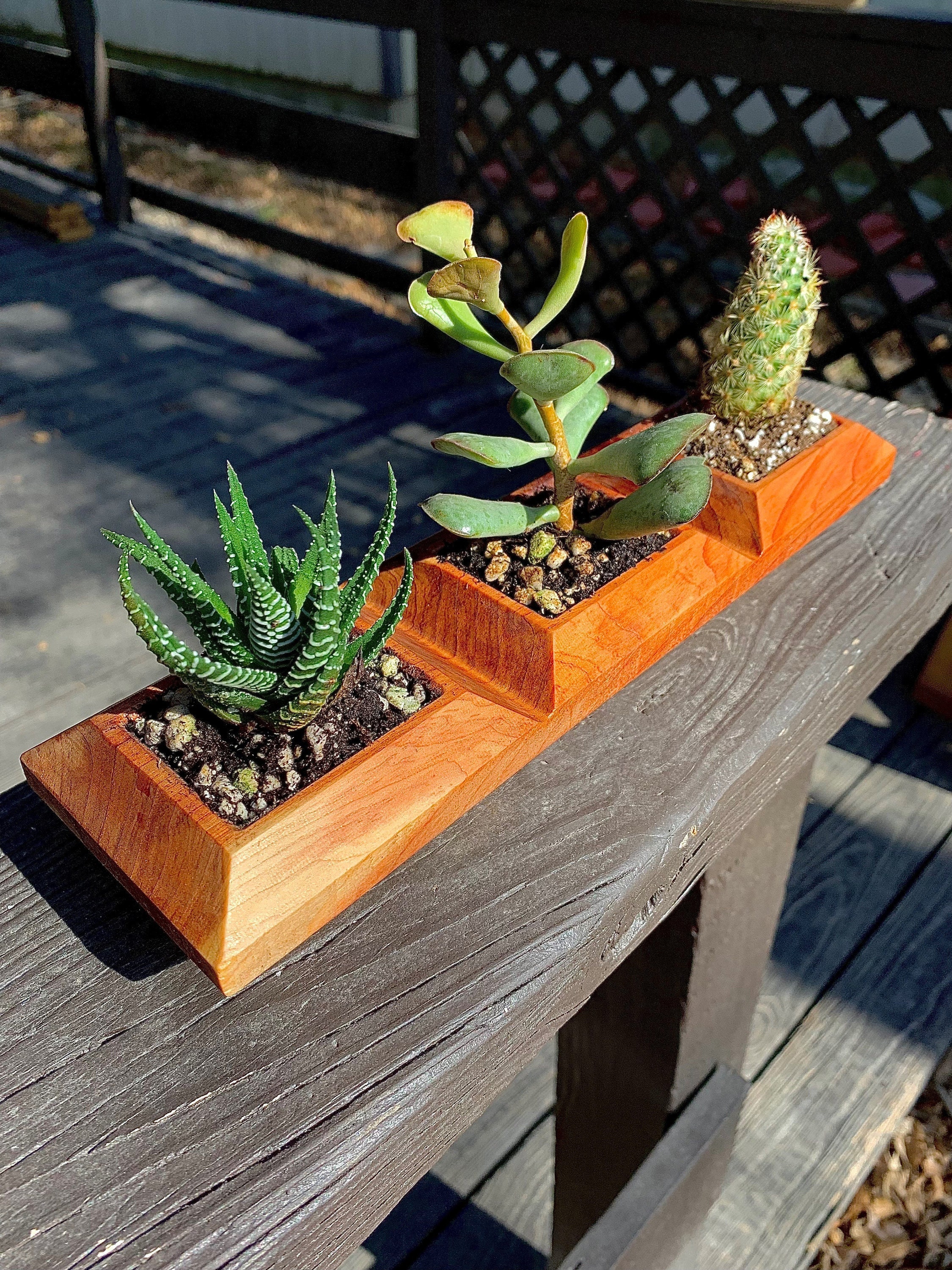 Succulent Planter- Live Edge- Tree Round- Walnut- Pink- Cacti