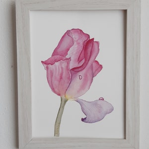 Tulipano rosa. Acquerello, 15x20 cm.