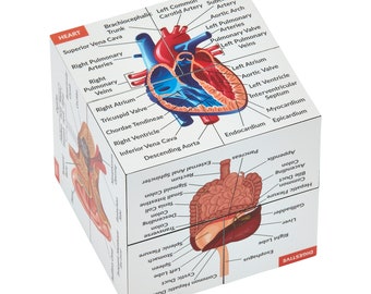 Anatomy Cube | Study 9 Parts of the Human Body | Great Anatomy Gift For Medical Students & Nurse Students | Anatomy Notes Tool | Anatomy Art