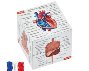 French Anatomy Study Cube | Biology, Medical Gift