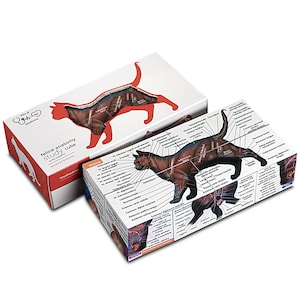 May include: A feline anatomy study cube with a detailed illustration of a cat's muscular system. The box is white and red with the text "feline anatomy study cube" and a cat silhouette.