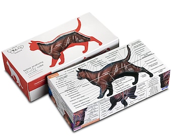 Feline Anatomy Study Cube – 3D Foldable Cat Model