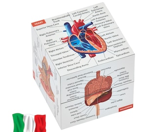 Italian Anatomy Study Cube | Gift for Medical Students
