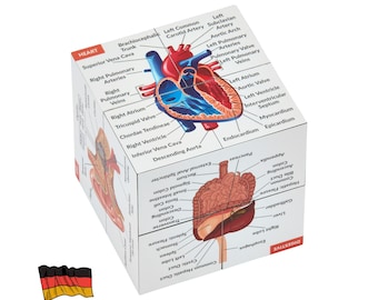 German Anatomy Study Cube | Medical Student Gift