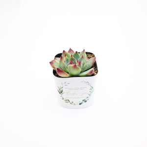 May include: A small white pot with a green succulent plant. The pot has a green and white floral design with the text "Olivia's Baby Shower September 2022 Thanks you for celebrating with us".