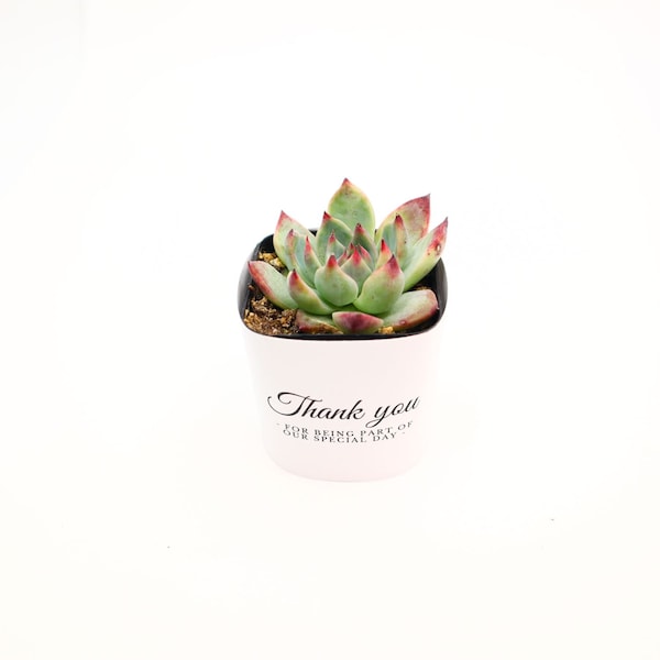 Thank You For Being Part Of Our Special Day - Succulent Wrappers 2" Pots | Gender Reveal Birthday Weddings Gifts Self-Love Bridesmaid