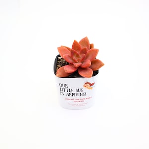May include: A small succulent plant with reddish-orange leaves sits in a white pot. The pot has the text "OUR LITTLE BUG IS ARRIVING!" and a cartoon ladybug illustration. The pot is a baby shower favor.